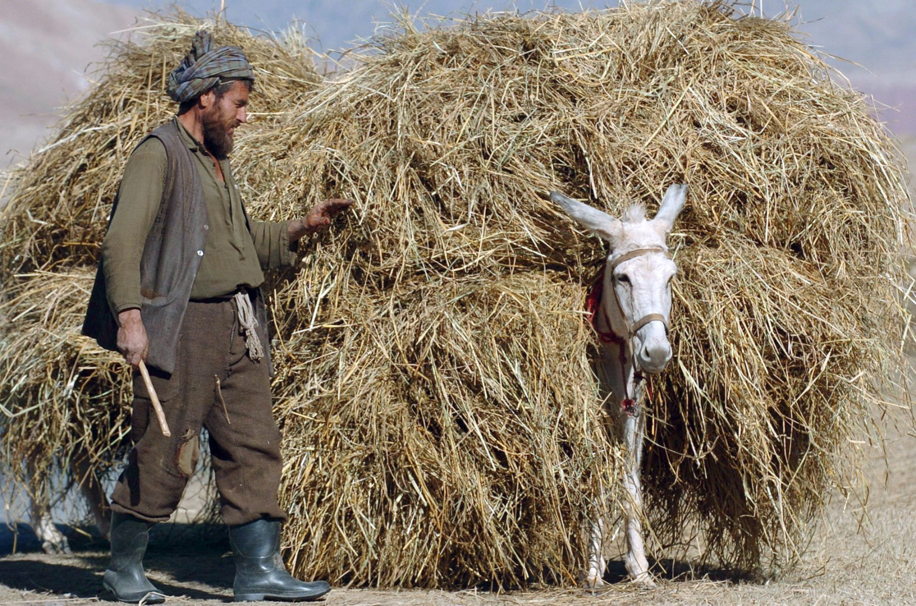 An Afghan farmer leads a donkey carrying lots of straw over a road in the Afghan province of Takar. Takar is one of four Afghan provinces guarded by the German federal armed forces. Photo: Boris Roessler/dpa