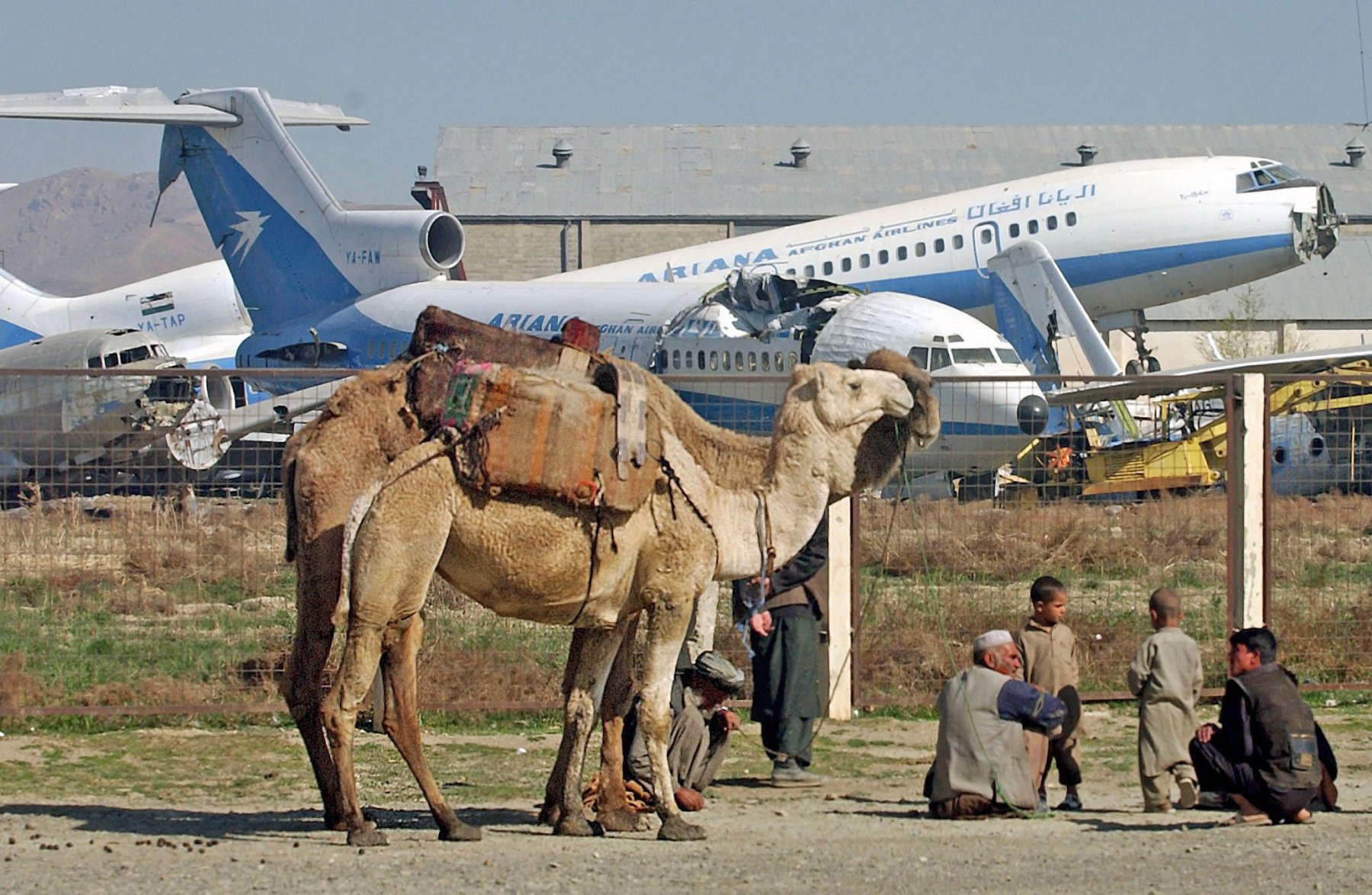 Vor zerstörten Passagiermaschinen der ehemaligen staatlichen afghanischen Fluglinie "Ariana" warten Männer am internationalen Flughafen von Kabul auf Kunden für ihre Lastenkamele. Nach den verheerenden Kriegszerstörungen verfügt "Ariana" nur noch über zwei einsatzbereite Flugzeuge. Weite Teile des Flughafens gelten als minenverseucht. Foto: Boris Roessler/dpa
