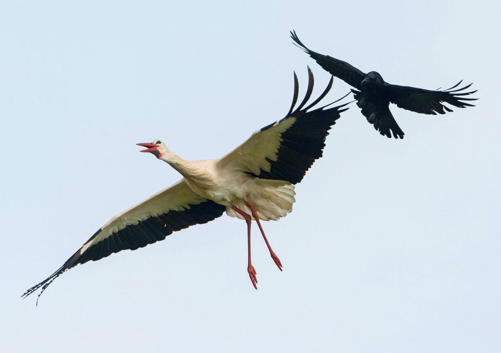 A White Stork is attacked in flight by a crow near Biebesheim Am Rhein, Germany. A colony of storks has settled right next to the river Rhine. EPA/BORIS ROESSLER