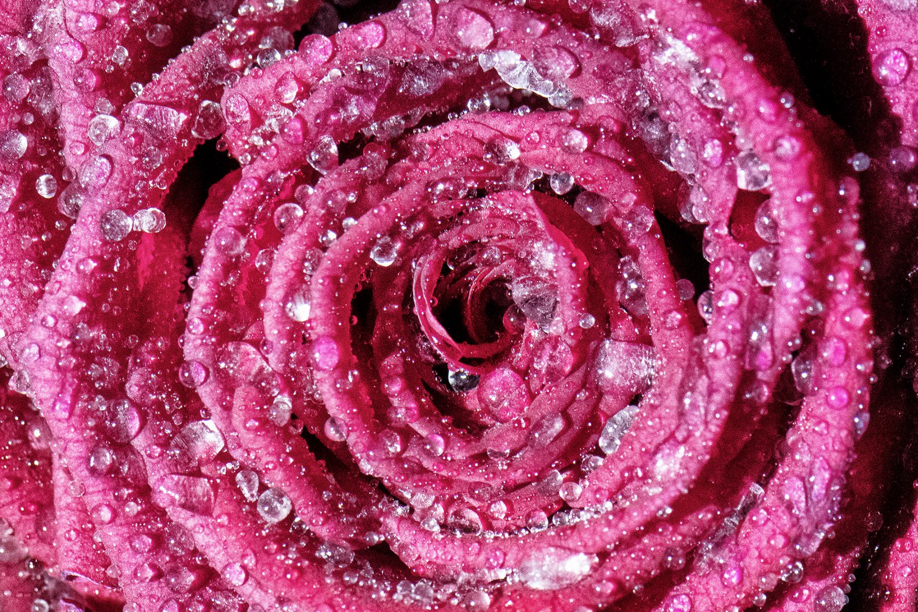 Mit gefrorenen Wassertropfen bedeckt ist diese Rose aus einem Blumenstrauss. 