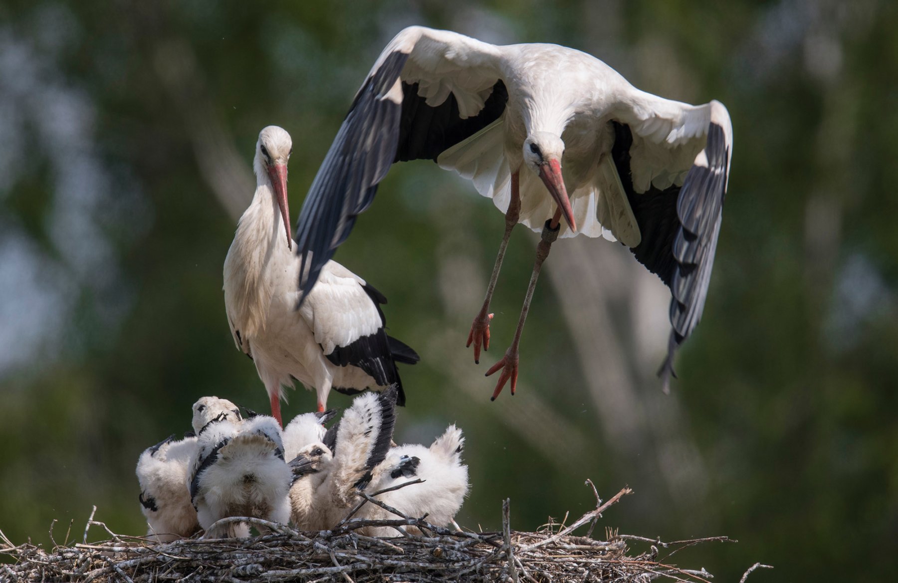 Ein Weißstorch fliegt vom gemeinsamen Nest auf, nachdem er die beiden Jungstörche des Paares mit Nahrung versorgt hat.
Foto: Boris Roessler/dpa