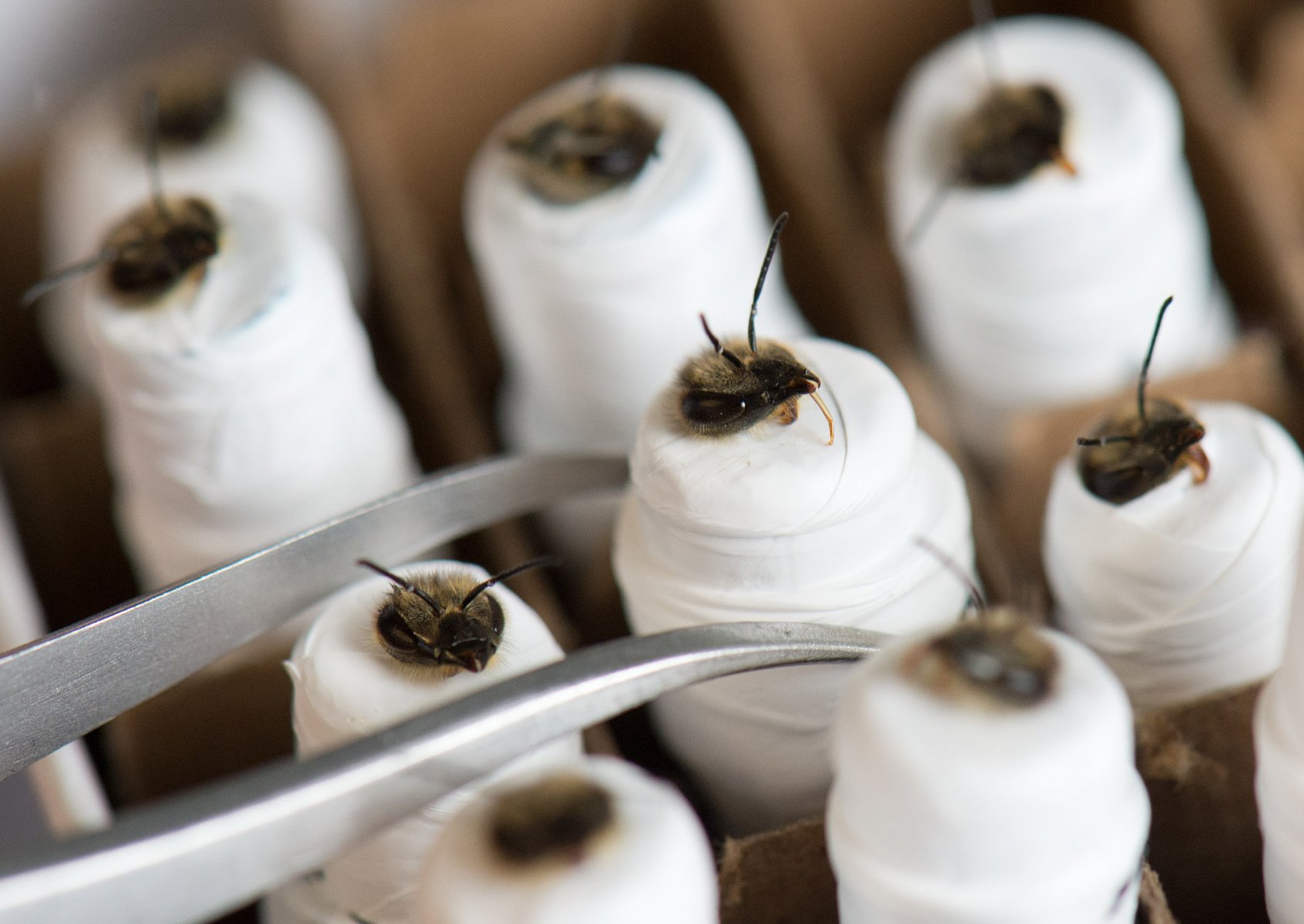 Wie Mumien in Kunststoff gewickelt warten Bienen am 25.06.2013 am Forschungsschwerpunkt "Insektenbiotechnologie" in Gießen auf ihre Fütterung. Unterschiedliche Insektenarten werden hier z.B. so konditioniert, dass sie u.a. auf Sprengstoff oder Drogen reagieren. Foto: Boris Roessler/dpa 
