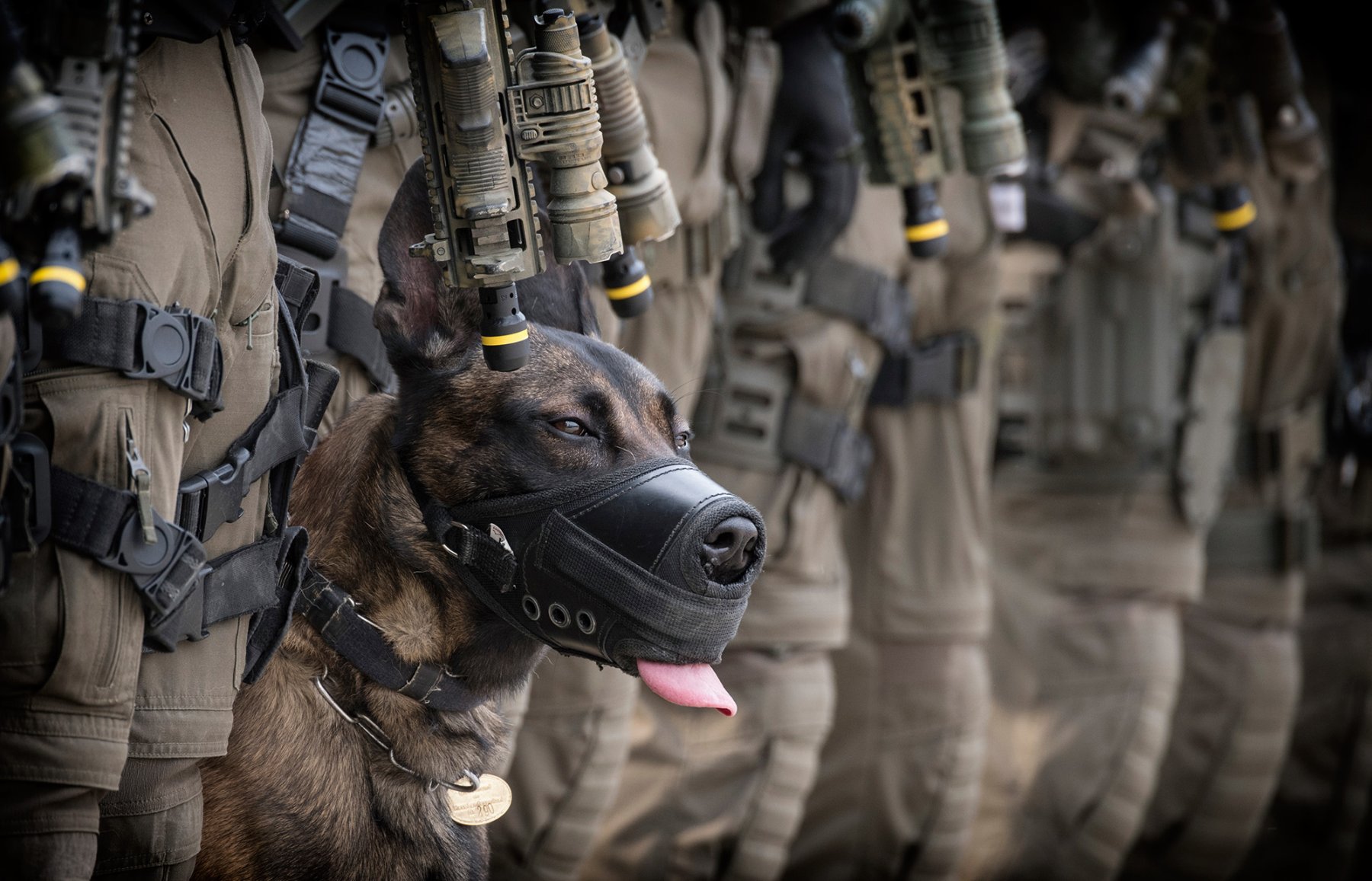 Während die Elitepolizisten des Spezialeinsatzkommandos (SEK) der Polizei Frankfurt nach einer Übung in Reih und Glied antreten, blickt auch Polizeihund "Whisky" weiter wachsam nach vorn. Hunde gelten als wichtiges polizeiliches "Einsatzmittel".