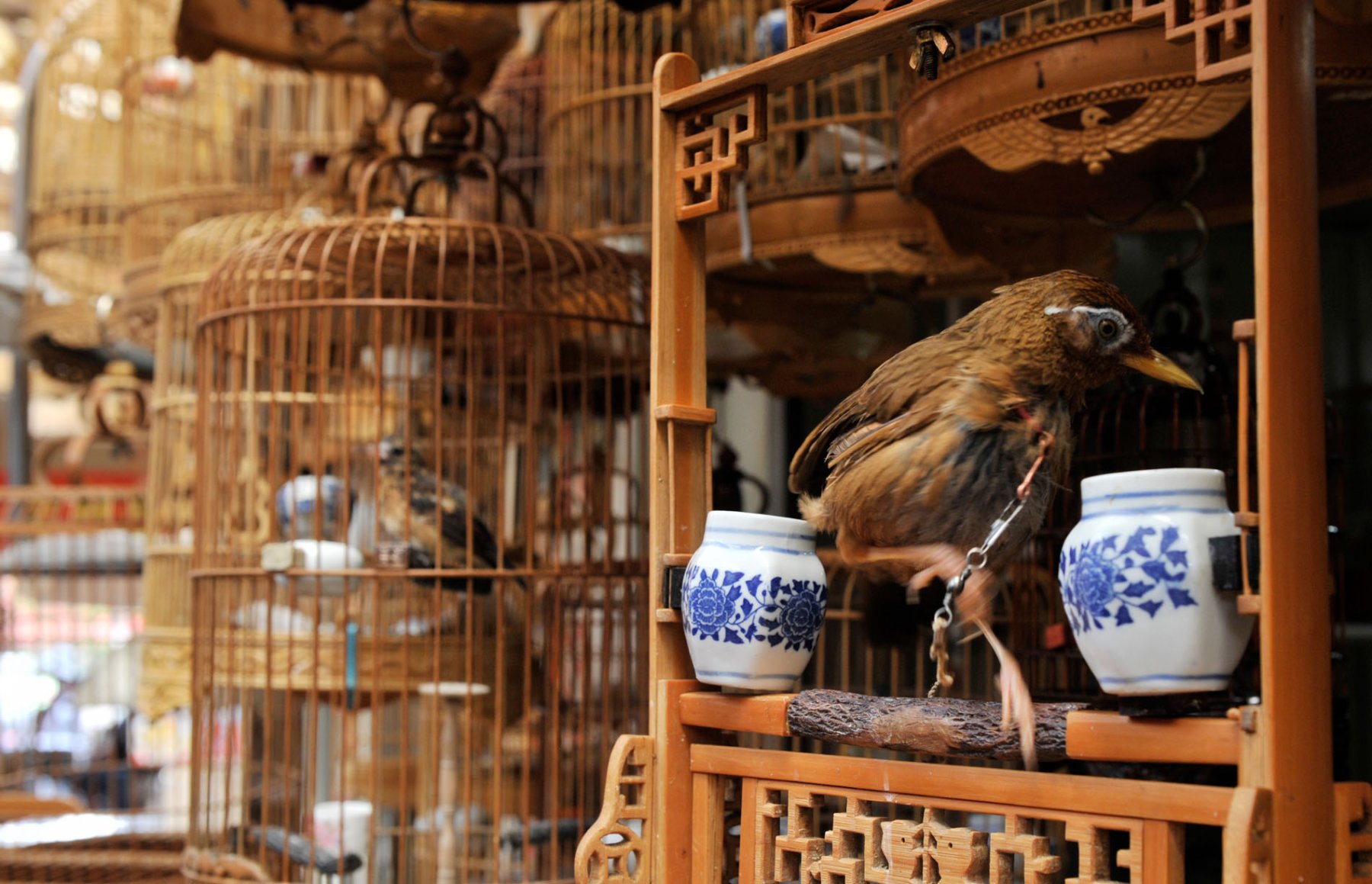 Völlig unübersichtlich ist das Angebot an lebenden Tieren auf einem der traditionellen Vogelmärktre der Altstadt. Dutzende Händler bieten hier neben Singvögeln, Papageien und Wachteln auch Hühner, Schlangen, Schildkröten und Affen an. Foto: Boris Roessler