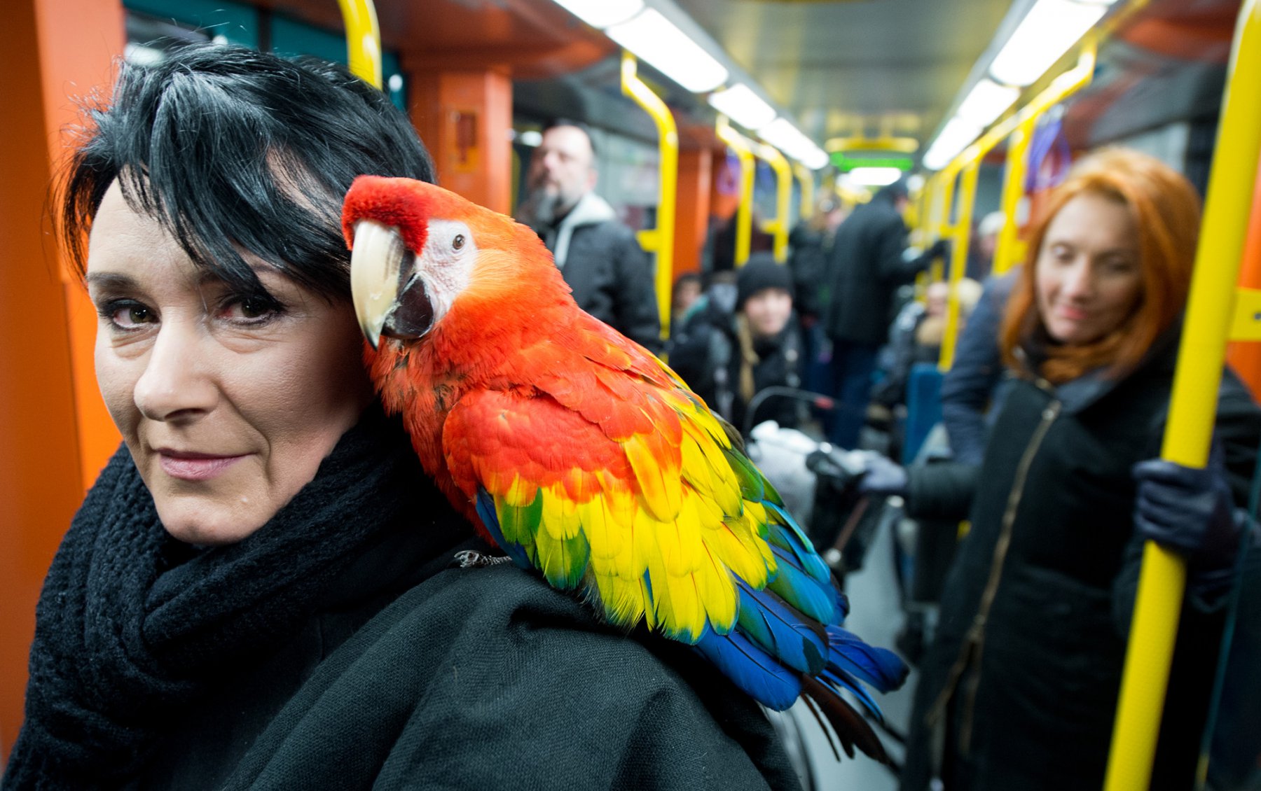 Auf der Schulter von Christa Lemmer begibt sich die Papageien-Dame "Coco" auf eine Reise quer durch Frankfurt. Dazu gehört auch eine ausgedehnte Fahrt mit der U-Bahn, bei der der 48 Jahre alte Rote Ara zu einem beliebten Motiv für Handy-Fotografen wird. Foto: Boris Roessler/dpa 