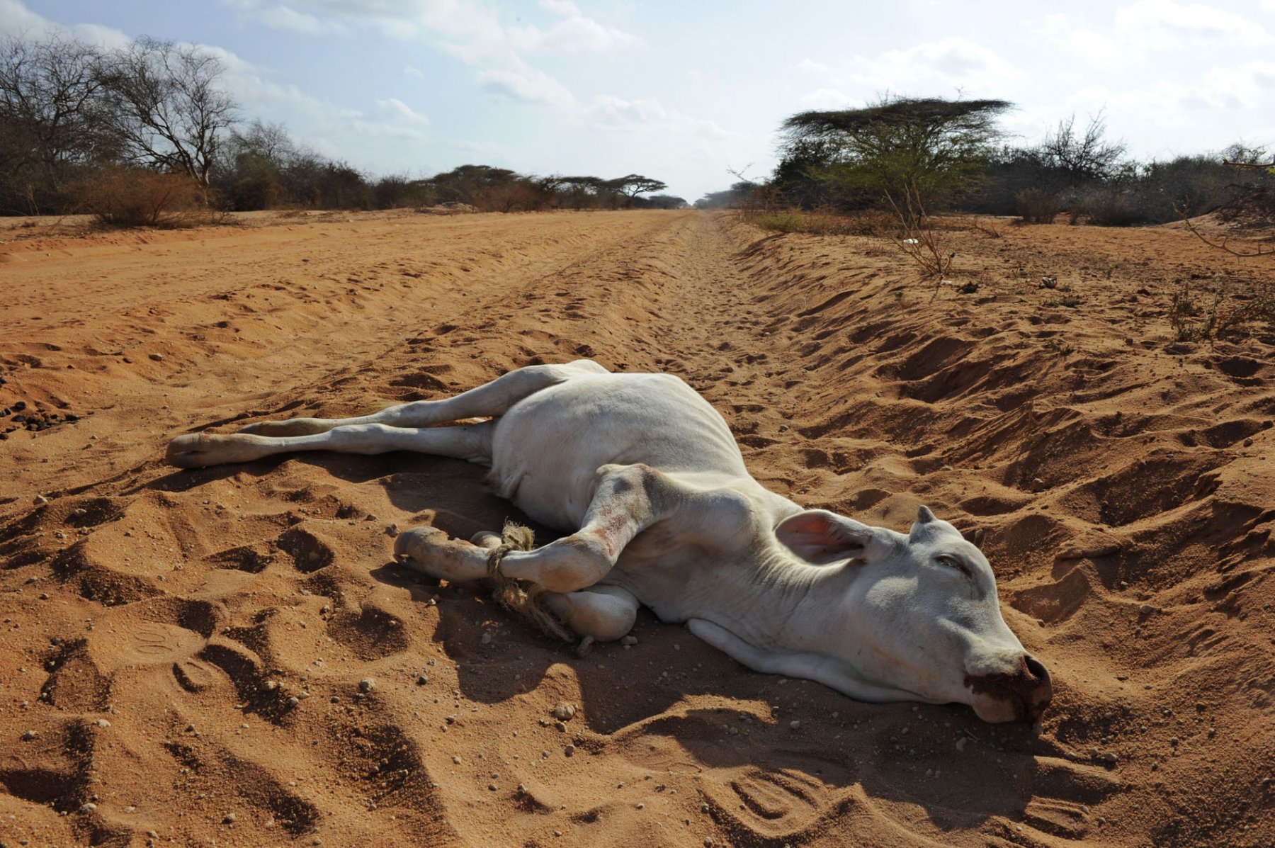 Gerade erst verendet ist dieses Kalb auf der Piste ins Dürregebiet von Dadaab im Nordwesten von Kenia am Dienstag (02.08.2011). Der sandige Weg durch die Savanne ist die einzige Zufahrt für Hilfskonvois in die Flüchtlingslager im Westen und häufig Schauplatz von Überfällen. Kenia ist von einer massiven Dürre betroffen, zehntausende Hungerflüchtlinge aus den Nachbarländern sind in Camps untergebracht. Foto: Boris Roessler dpa  +++(c) dpa - Bildfunk+++