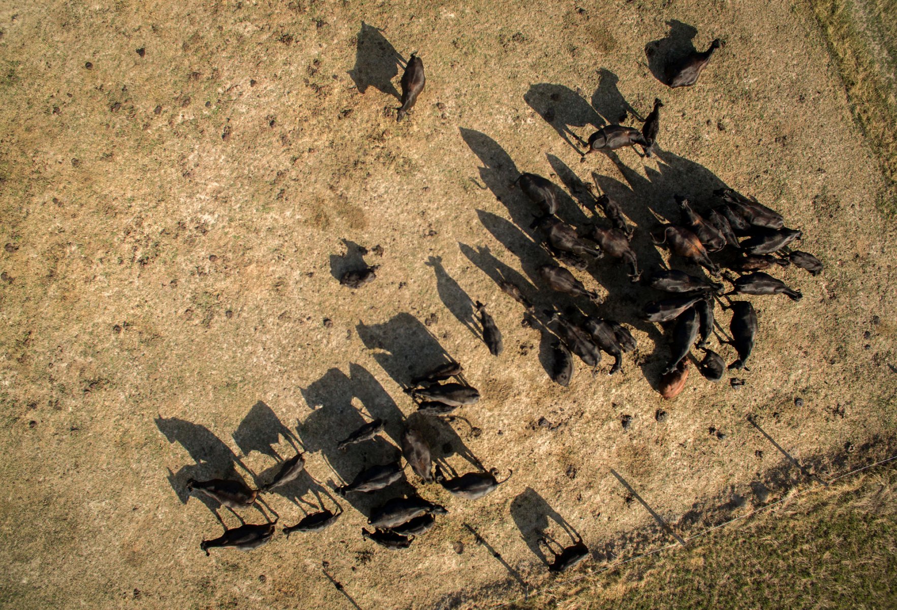 Dicht gedrängt steht eine Herde Rinder auf einer völlig verdorrten Weidefläche. Foto: Boris Roessler/dpa